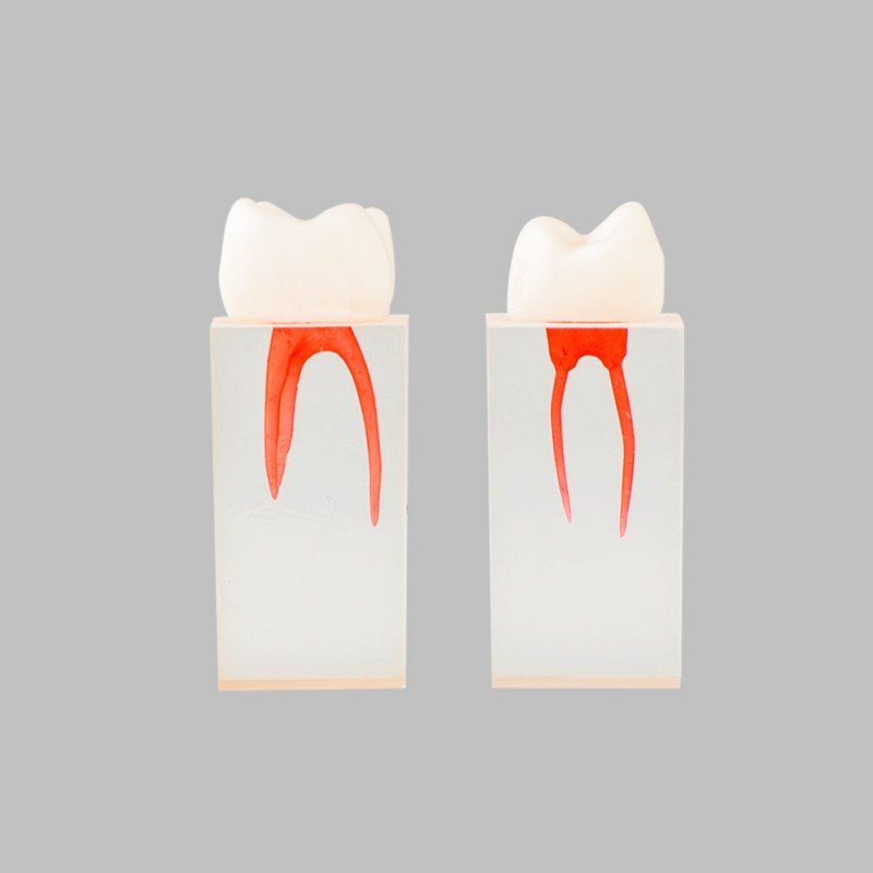 Root canal model for practice