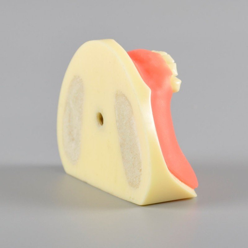 Implant Practice Model Mandibular Jaw Model With Imitation Bone - Image 3