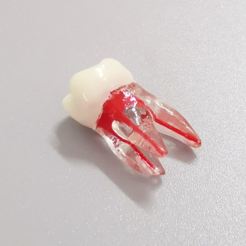 Root pulp cavity model for training or practice - Image 3