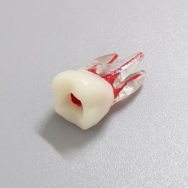 Root pulp cavity model for training or practice - Image 2