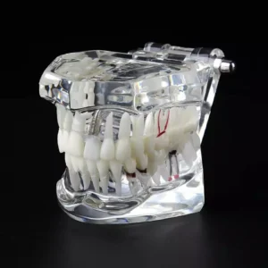 Dental All In One Model