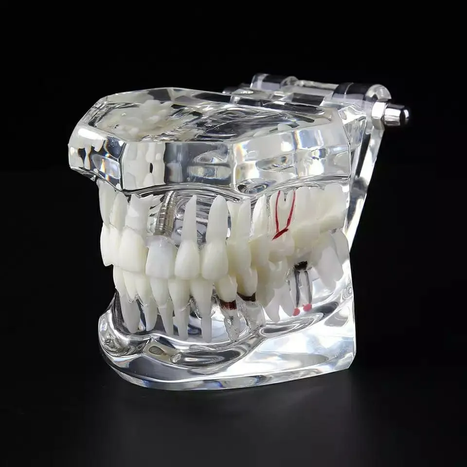 Dental All In One Model