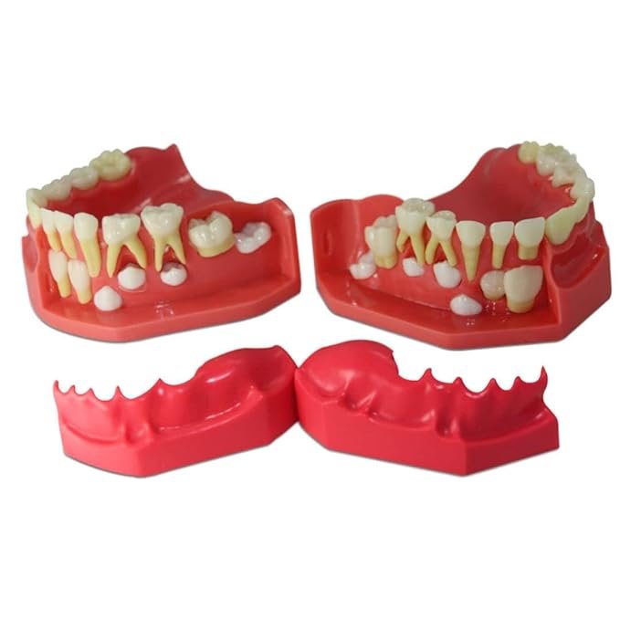 Pediatric Dental Development Model