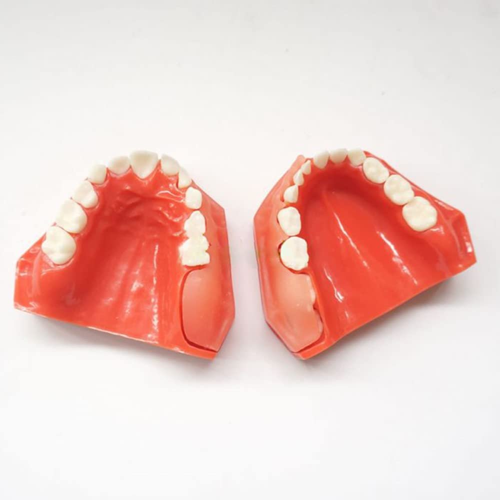 Pediatric Dental Development Model