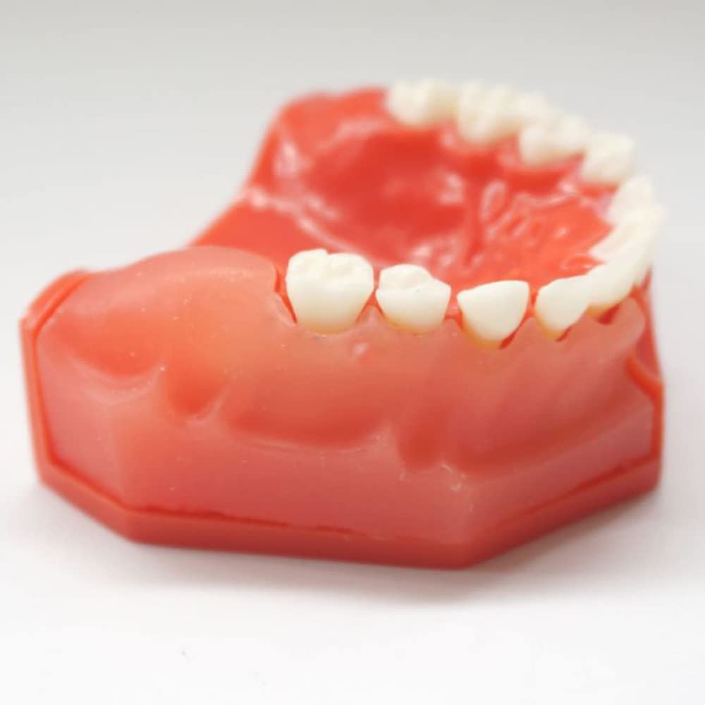 Pediatric Dental Development Model