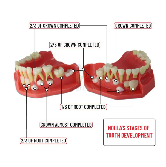 Pediatric Dental Development Model