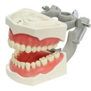 Columbia Dental Typodont Jaw Set | Training Model for Students Practice