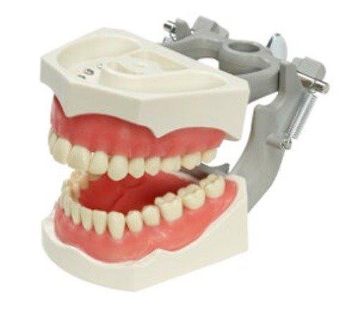 Columbia Dental Typodont Jaw Set | Training Model for Students Practice