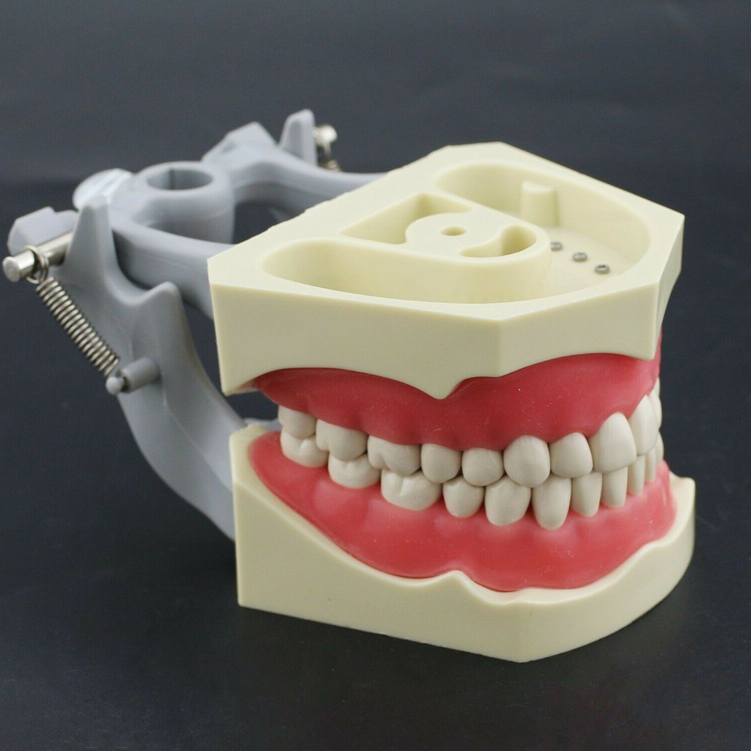 Columbia Dental Typodont Jaw Set | Training Model for Students Practice