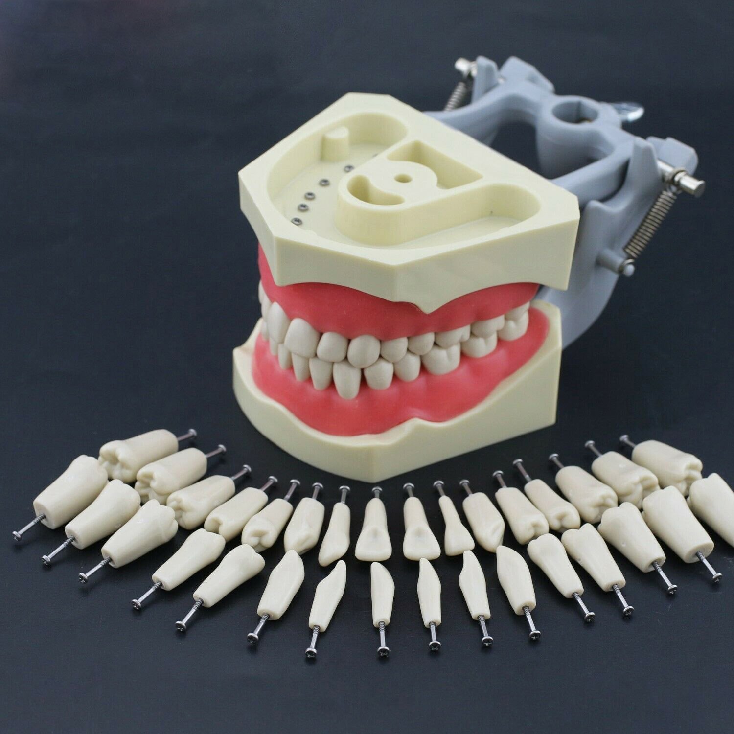 Columbia Typodont 32 Tooth Set | Removable Dental Training Teeth