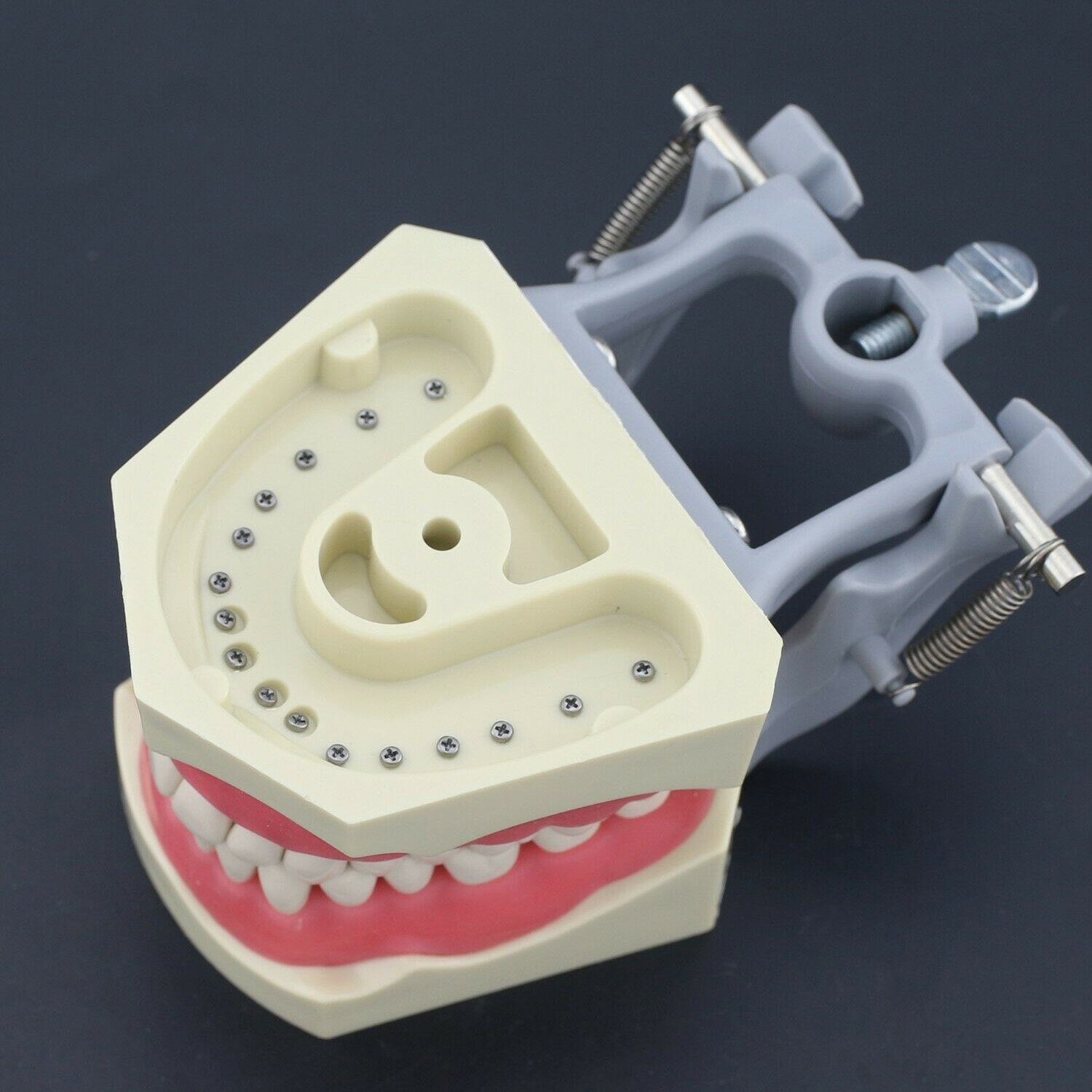 Columbia Dental Typodont Jaw Set | Training Model for Students Practice