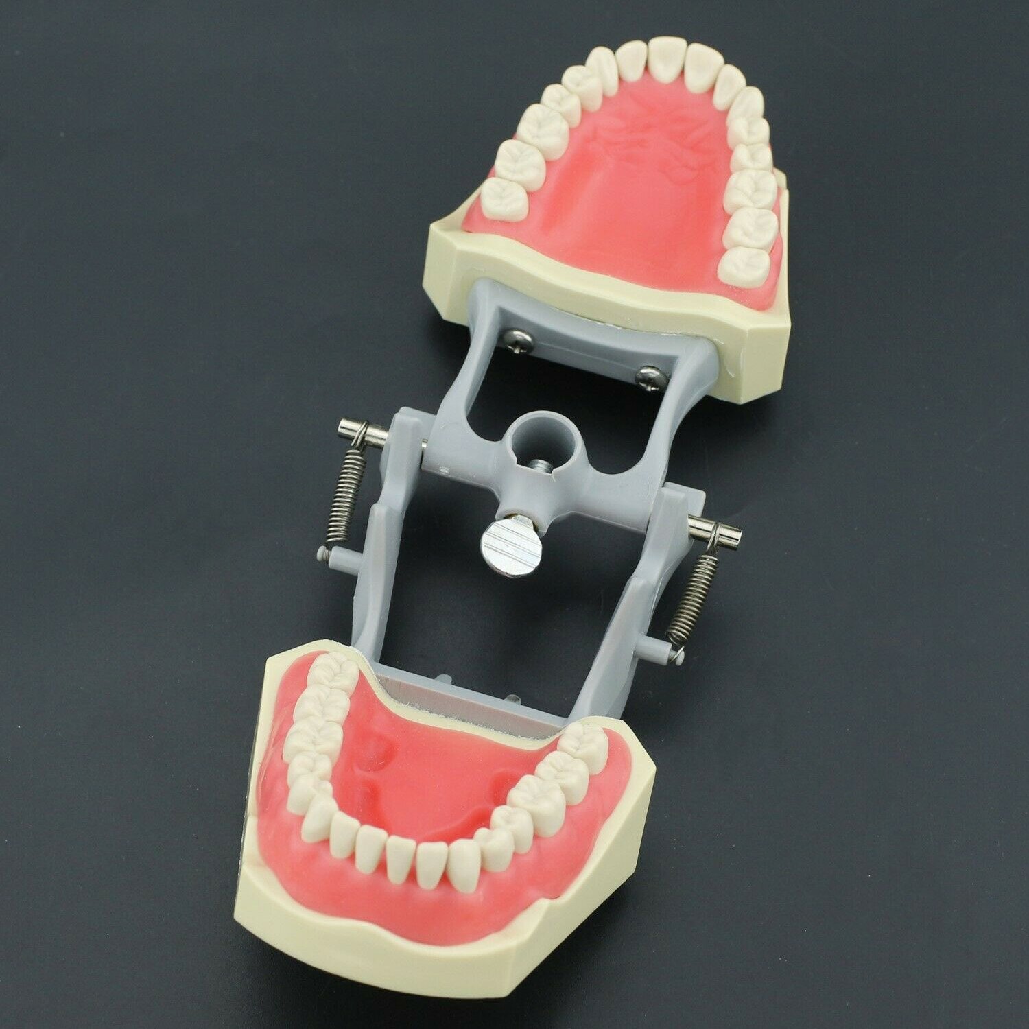 Columbia Dental Typodont Jaw Set | Training Model for Students Practice