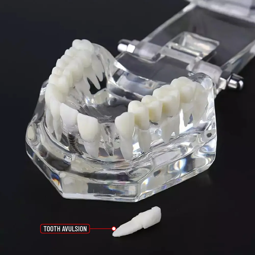 Dental All In One Model