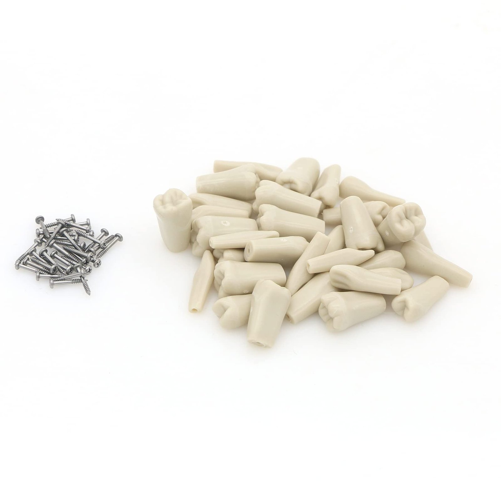Columbia Typodont 32 Tooth Set | Removable Dental Training Teeth