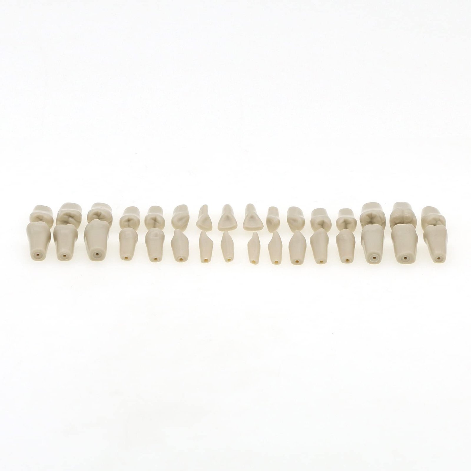 Columbia Typodont 32 Tooth Set | Removable Dental Training Teeth