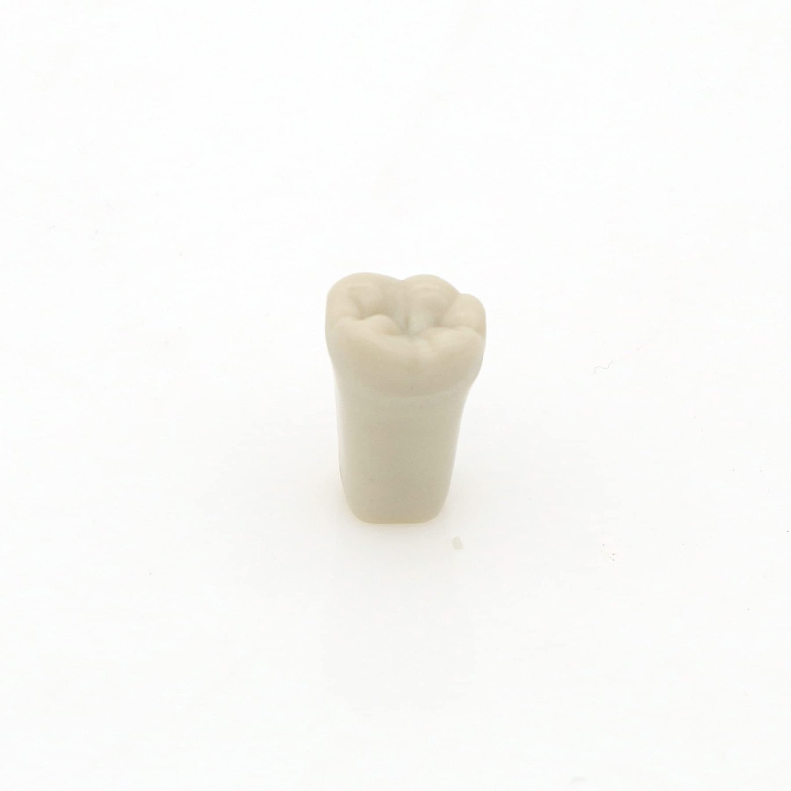 Columbia Typodont 32 Tooth Set | Removable Dental Training Teeth