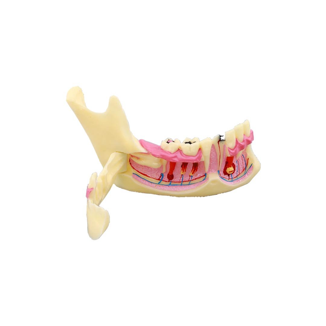Mandible Bone Model