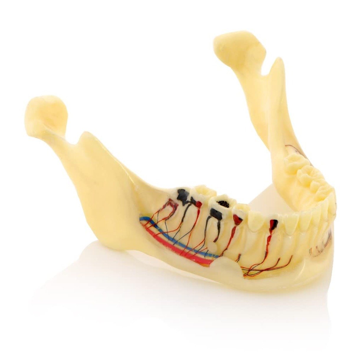 Mandible Bone Model