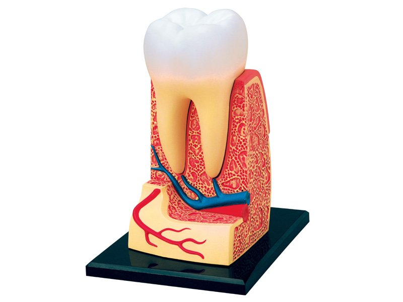 3D Molar Tooth Anatomy Model