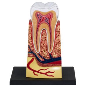 3D Molar Tooth Anatomy Model