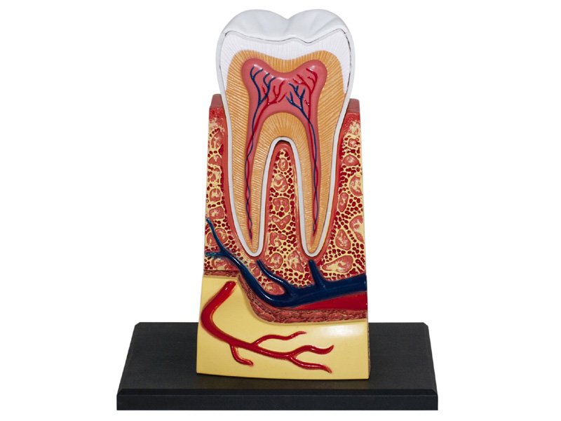 3D Molar Tooth Anatomy Model