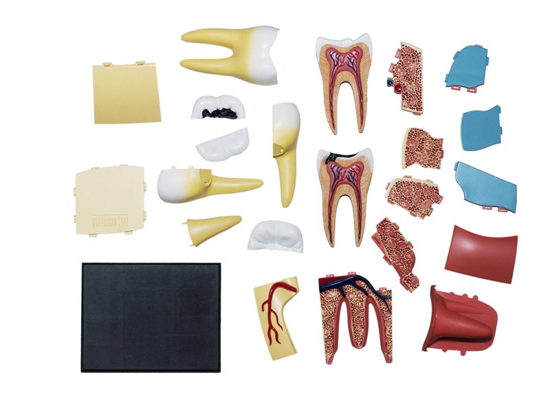 3D Molar Tooth Anatomy Model