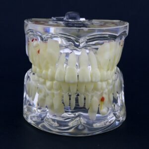 Pediatric Dental Training Model