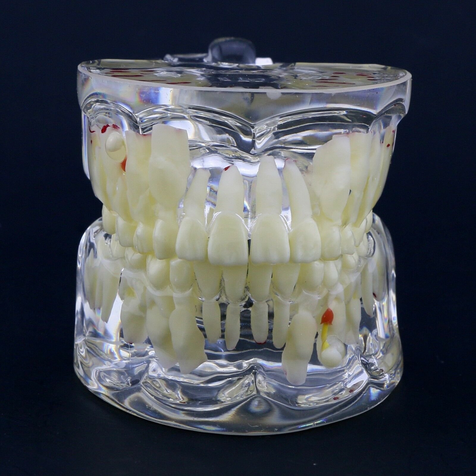 Pediatric Dental Training Model