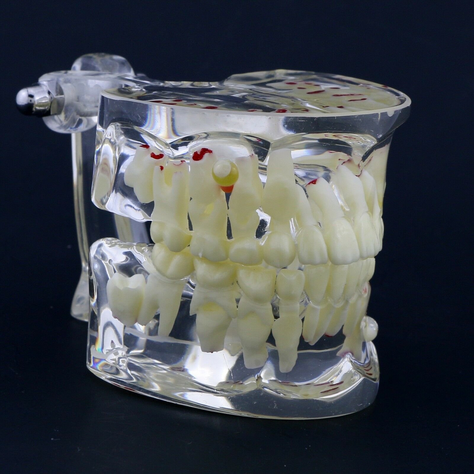 Pediatric Dental Training Model