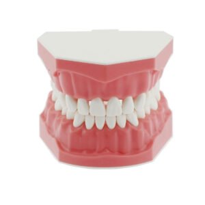 Brushing Model – Big
