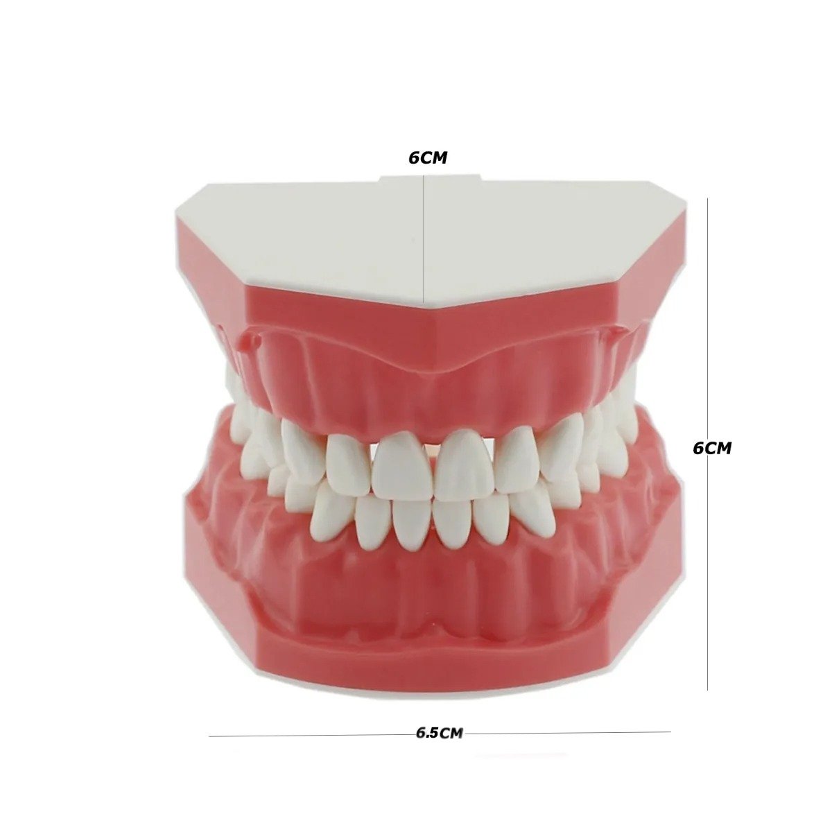 Brushing Model - Big