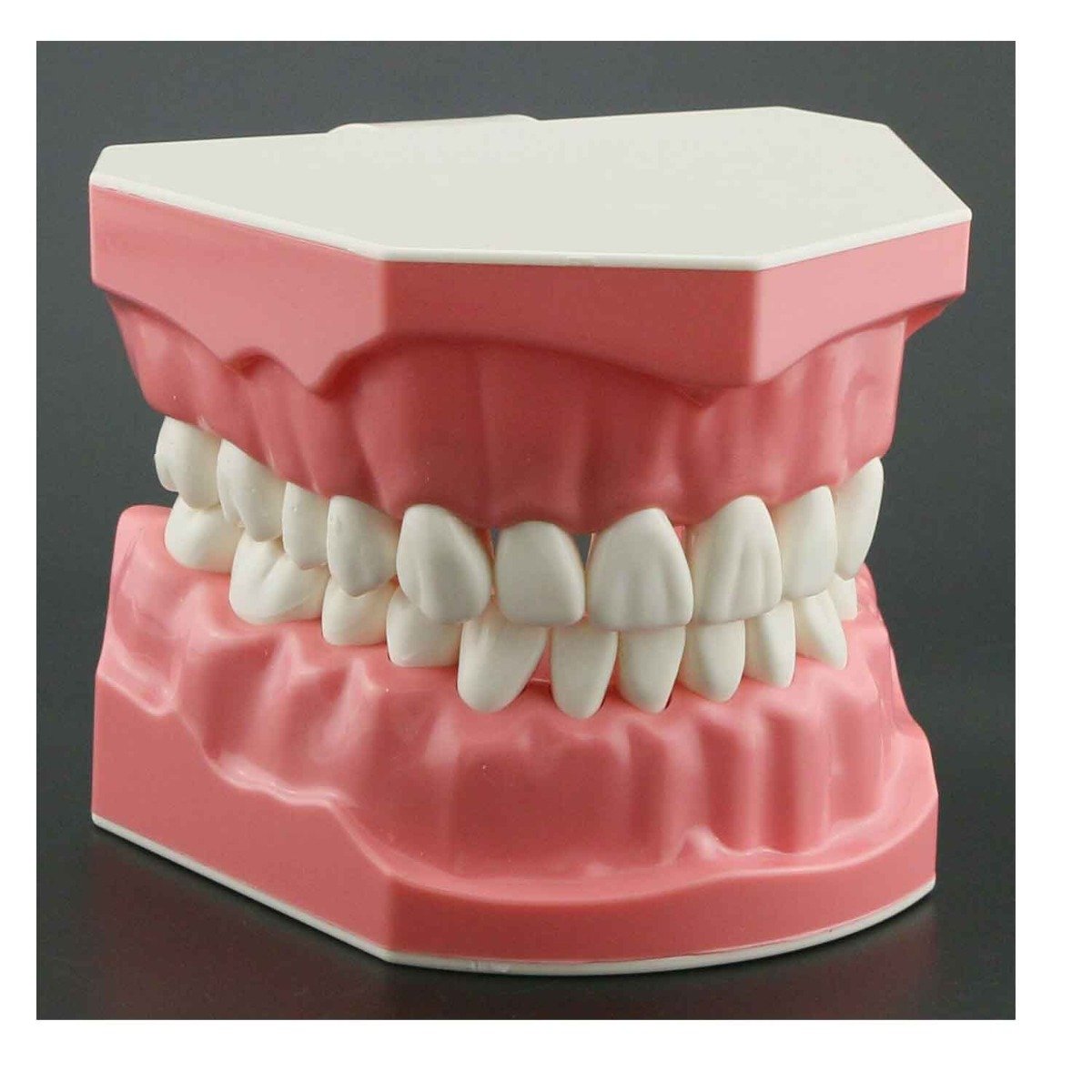 Brushing Model - Big
