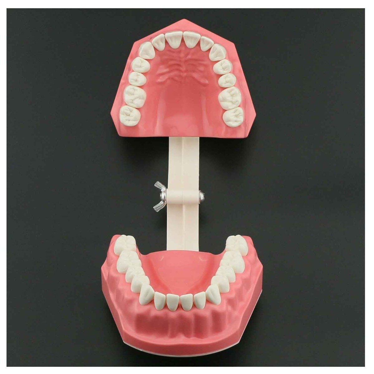Brushing Model - Big