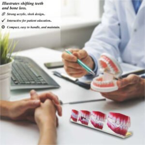 Dental 2D Model – Consequences of Missing Teeth Educational Model