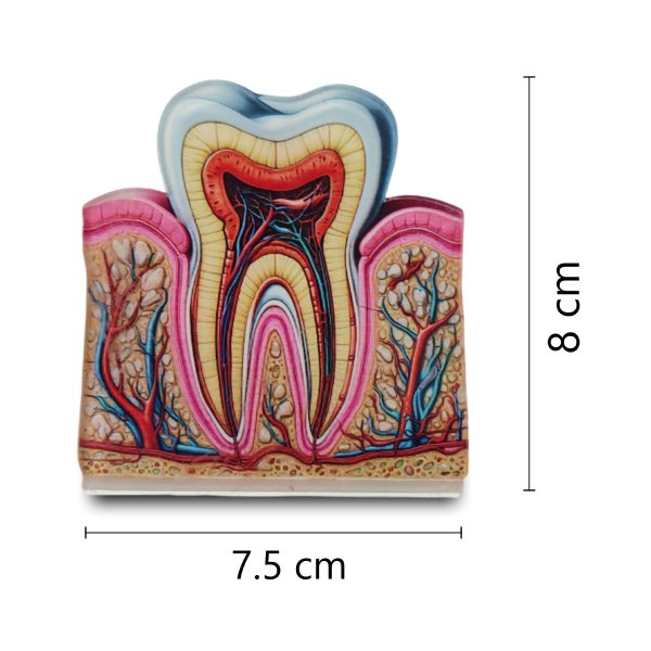 Dental 2D Anatomy Model – Cross Section of Tooth Structure for Educational Display