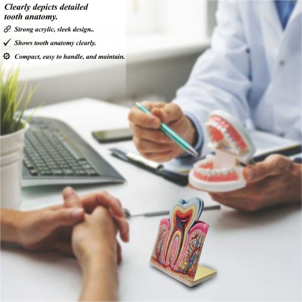 Dental 2D Anatomy Model – Cross Section of Tooth Structure for Educational Display
