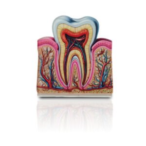 Dental 2D Anatomy Model – Cross Section of Tooth Structure for Educational Display