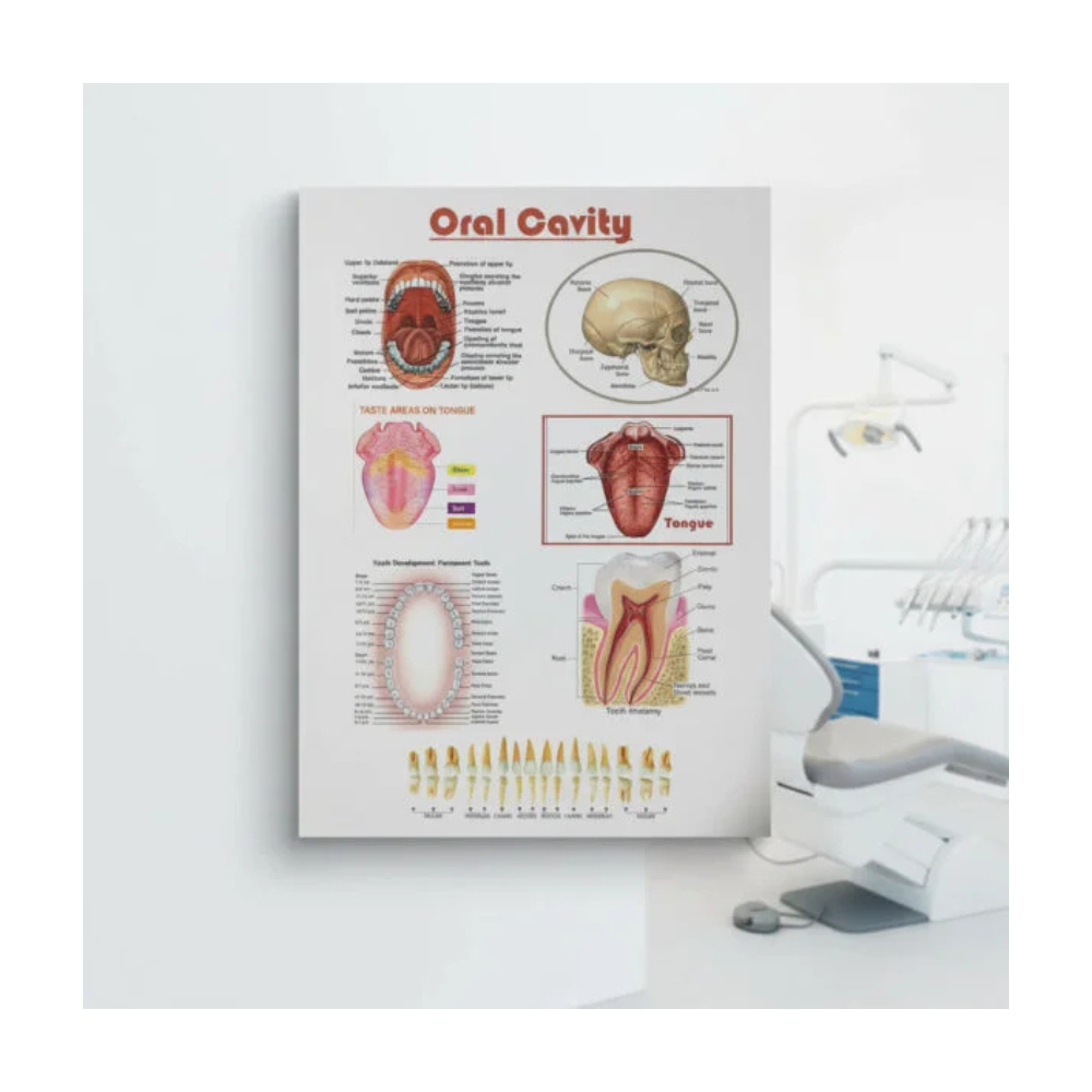 Oral Cavity – Laminated Poster