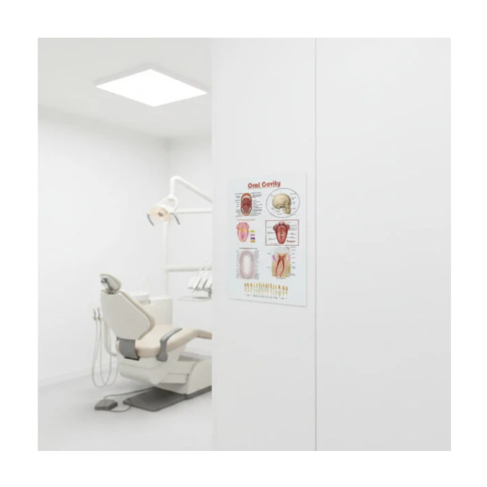 Oral Cavity – Laminated Poster
