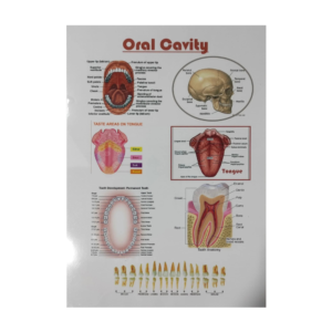 Oral Cavity – Laminated Poster