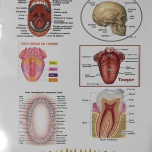 Oral Cavity – Laminated Poster