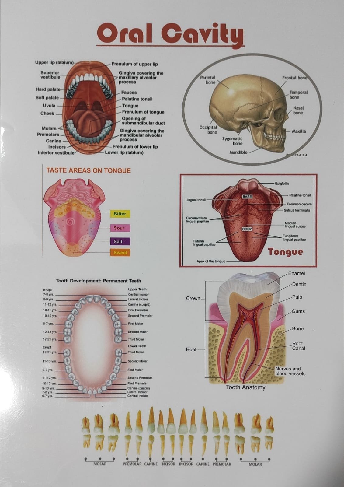 Oral Cavity – Laminated Poster